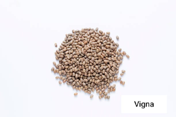 Seed